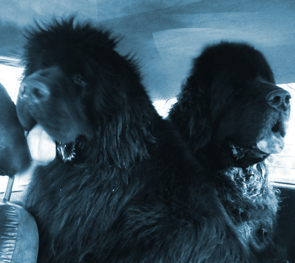 dos terranovas negros