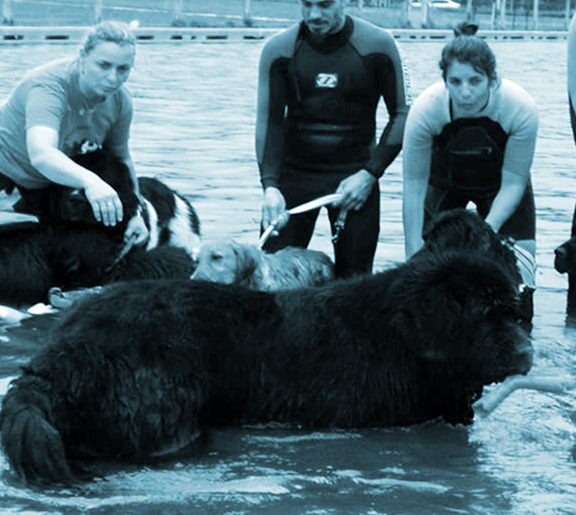 terranova adulto en una pileta 