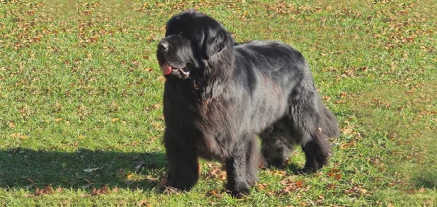 newfoundland black dog Hembra negra adulta