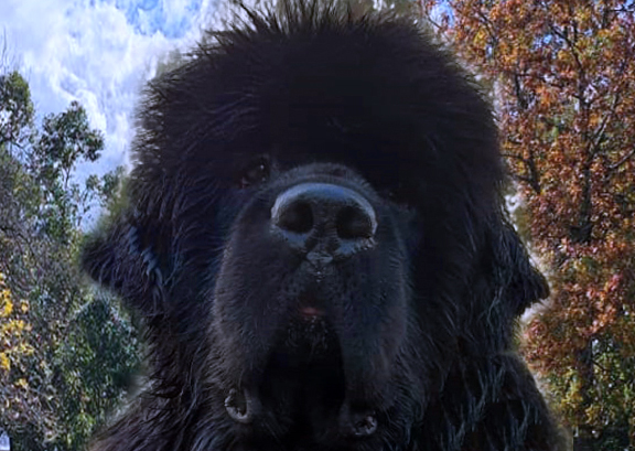 newfoundland black dog criado en familia