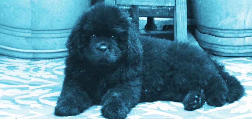 newfoundland black puppy cachorros nacidos en familia